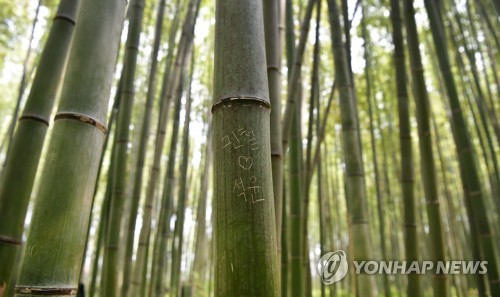 京都の観光地の竹に落書き
