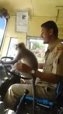 猿に運転させる