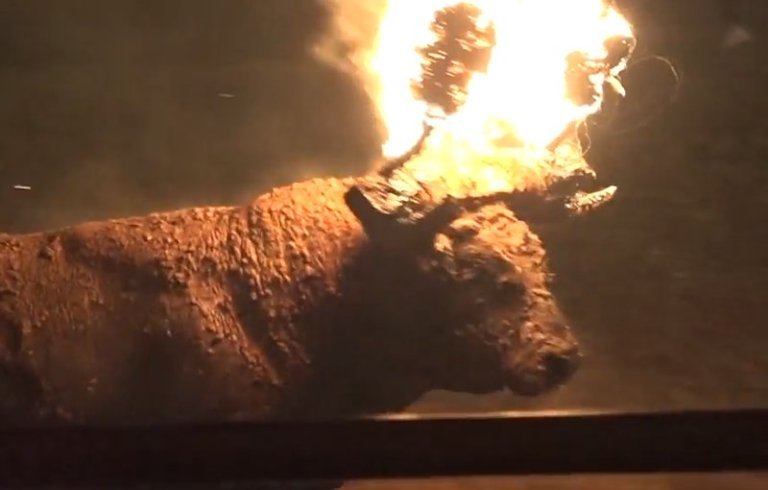 生きてる牛に火を付けて楽しむお祭りがスペインで開催され動物虐待だと非難殺到 ゴゴ通信