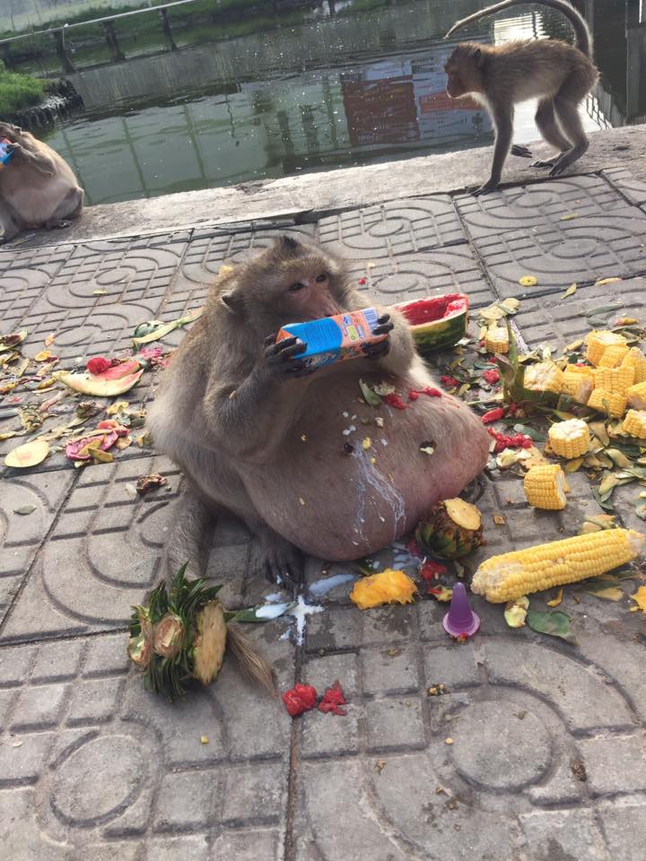 タイの太り過ぎた猿
