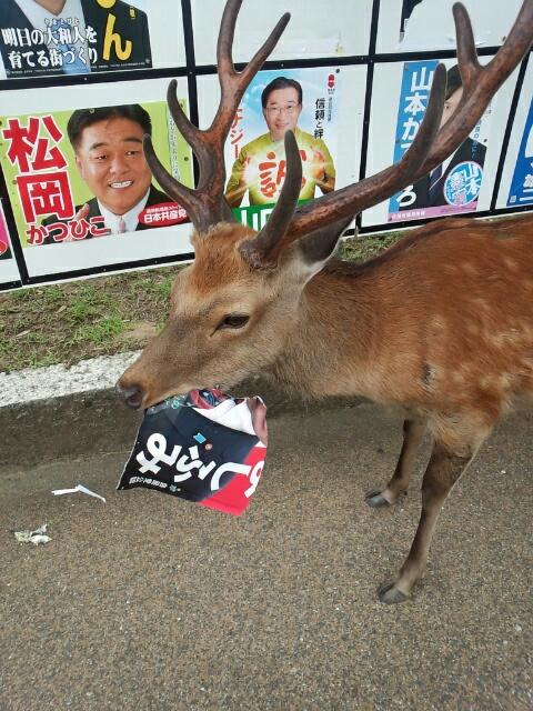 選挙ポスターを食べる鹿　2013年