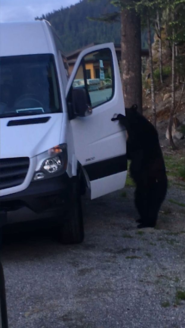 熊が車に乗り込む