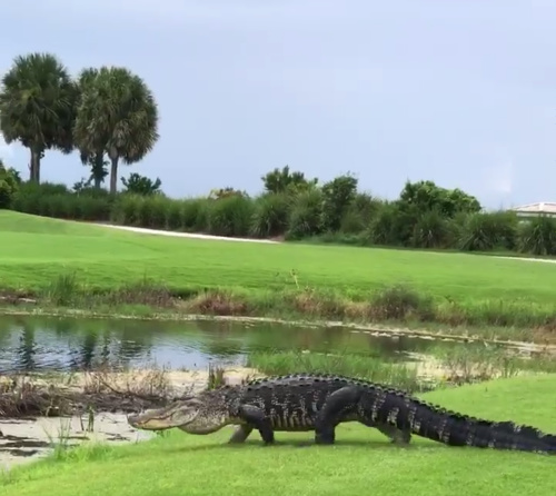 フロリダ州のゴルフ場に巨大ワニ