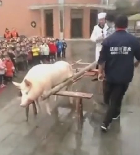 豚を屠殺