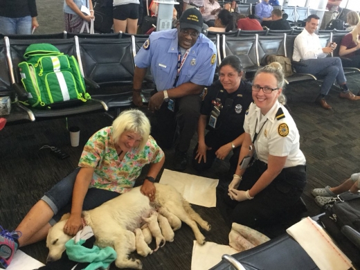 空港で出産する犬