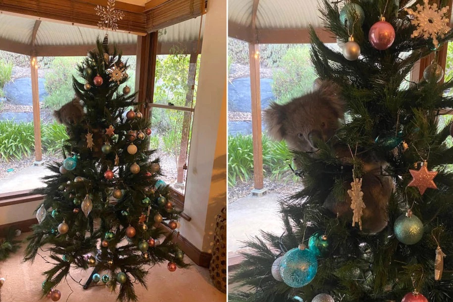 クリスマスツリーにコアラ